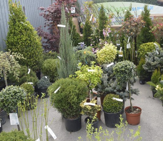 Învață să îți decorezi grădina cu stil la EXPO FLOWERS & GARDEN