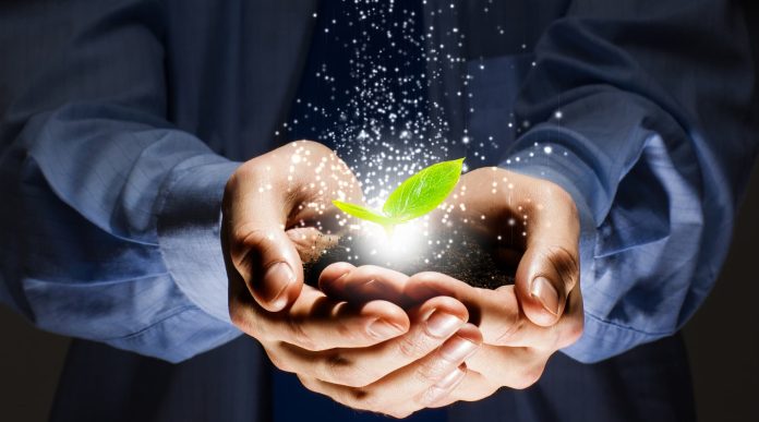 afaceri ecologice viitor